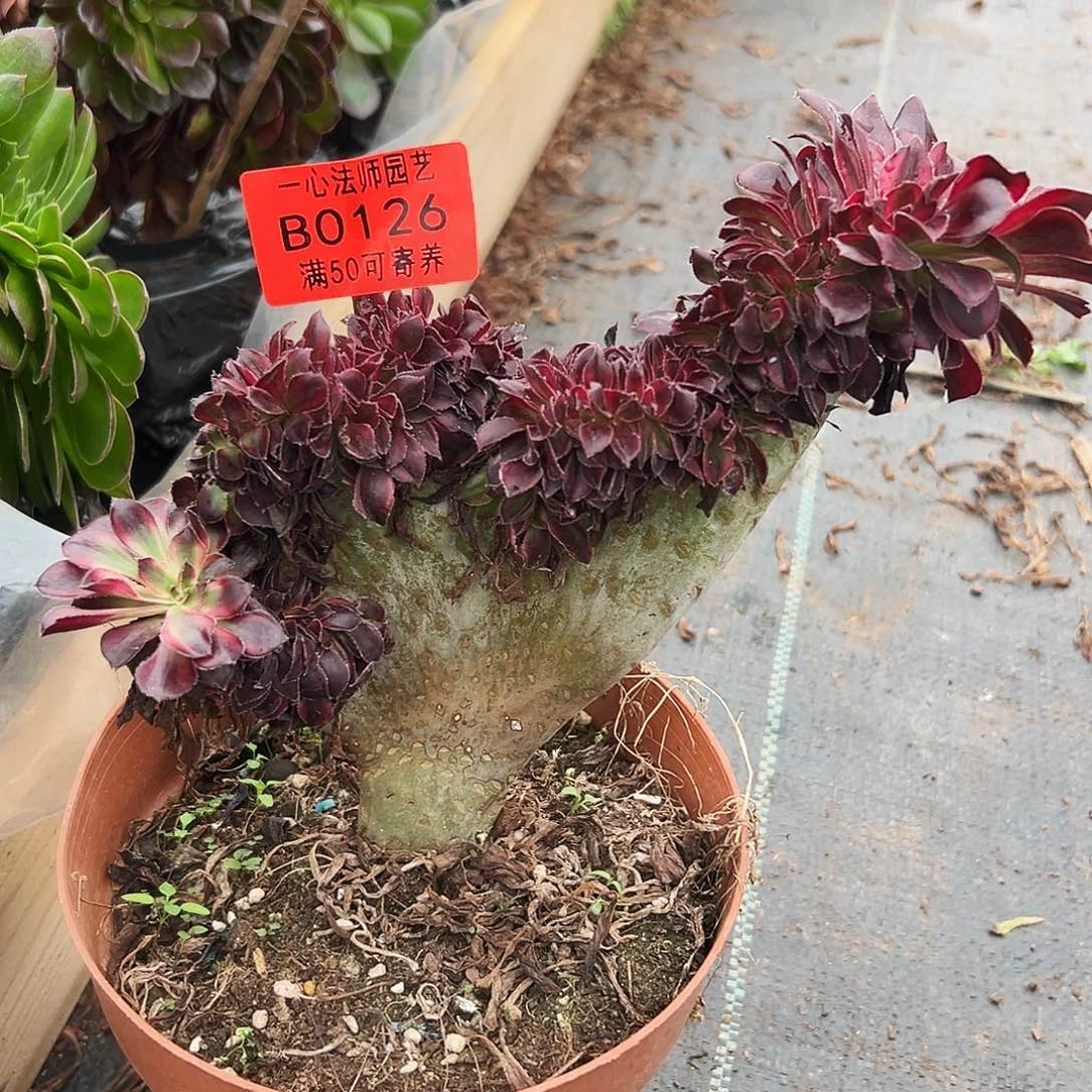 丽娜缀多肉植物0126