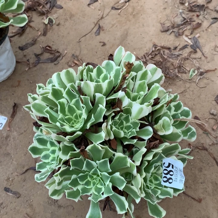 588雨花石绣球东棚
