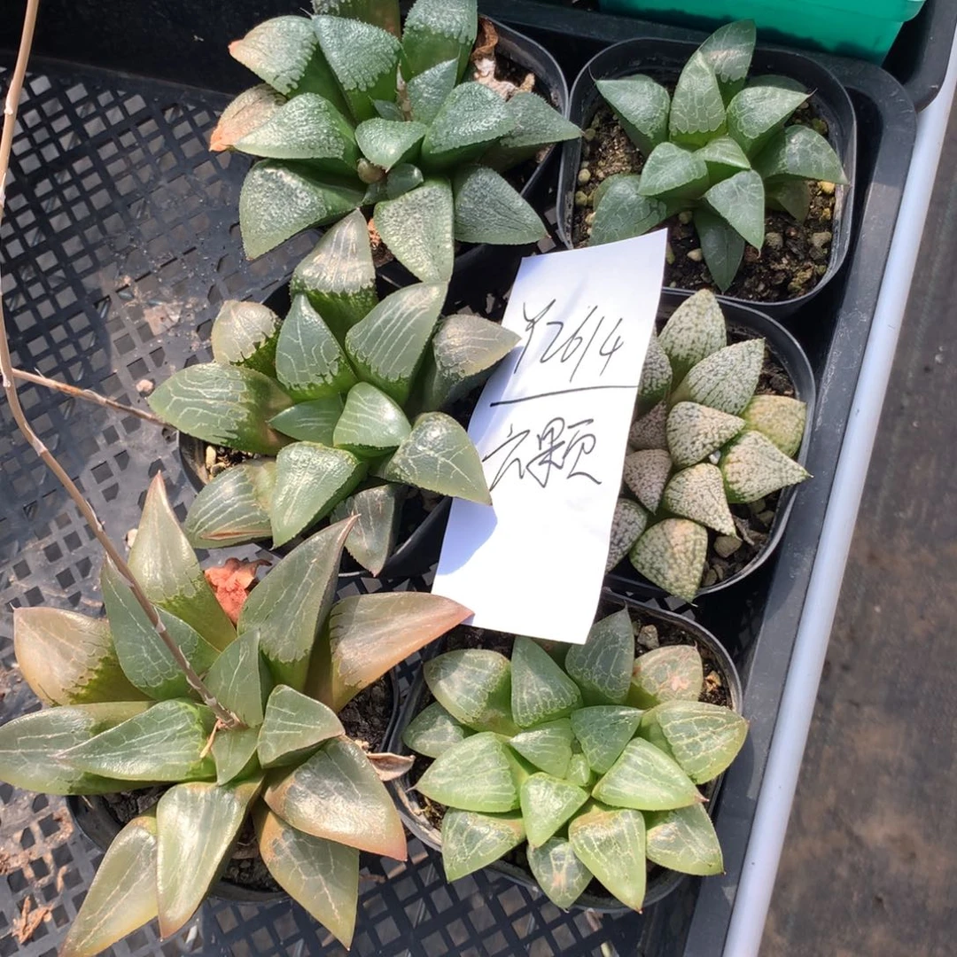 芳2614。 六颗福利。