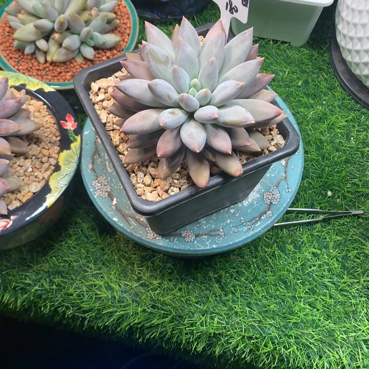 哥特萝莉单头发货多肉