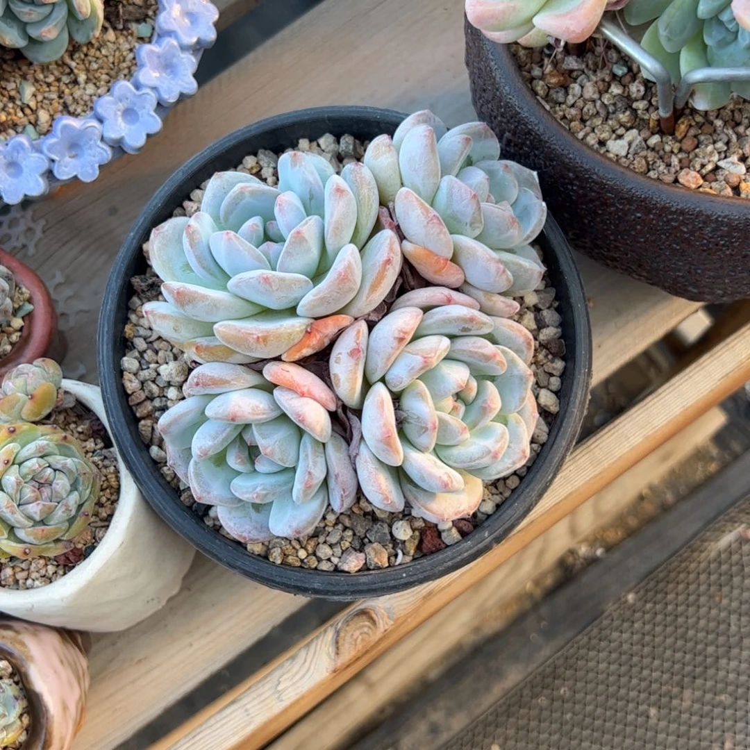 s****ASPADA预存60元