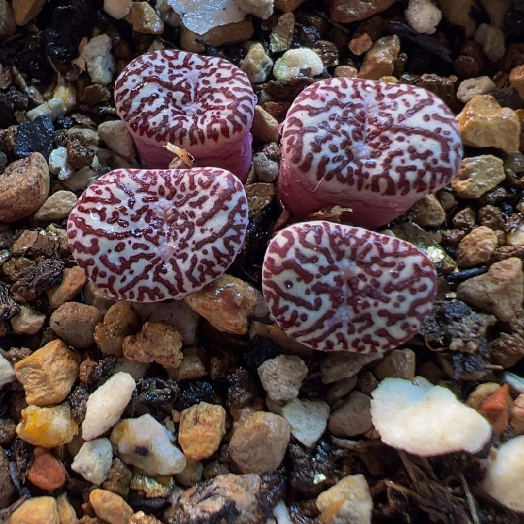 752多肉植物种类多样
