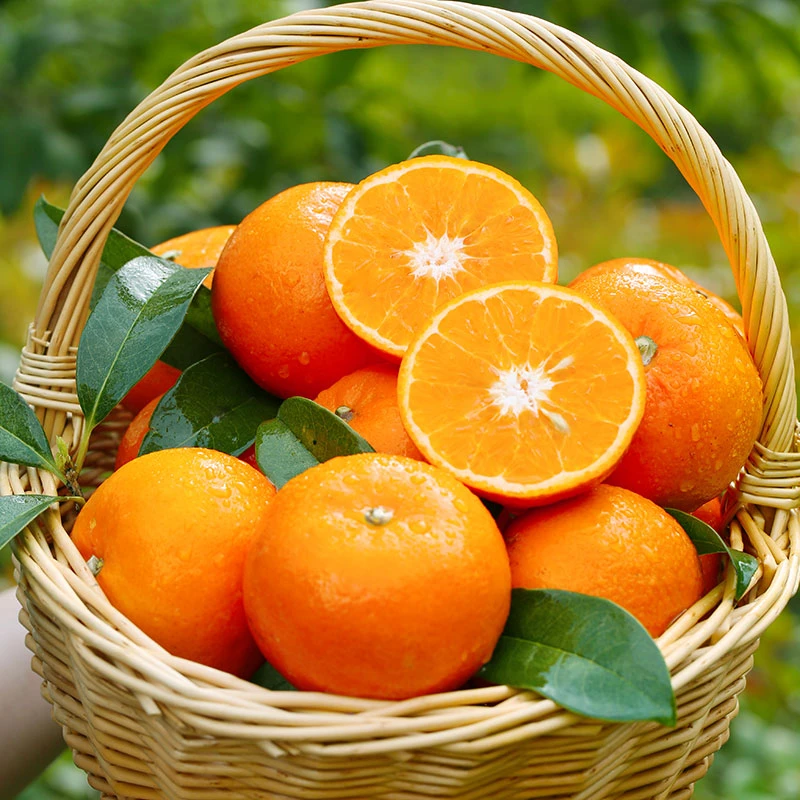 【精品沃柑】云南宾川沃柑 新鲜应季水果4.5-5斤装