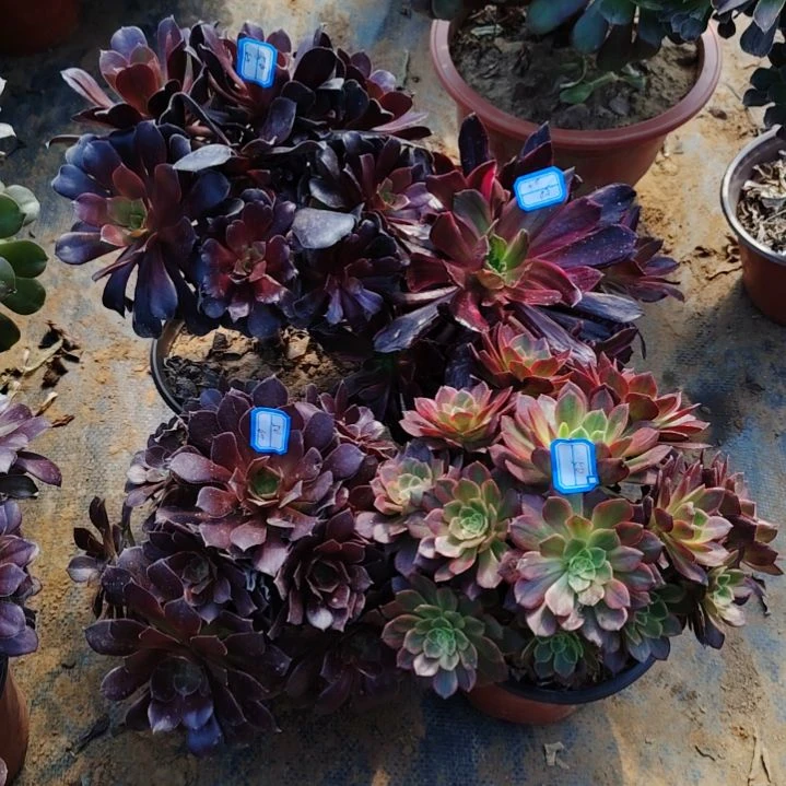 50号老桩法师4颗