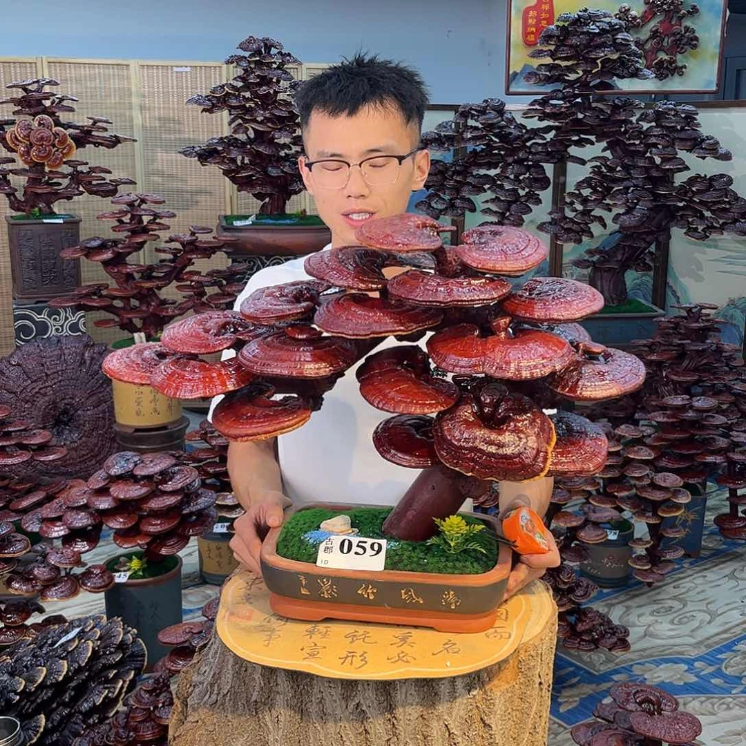 无花朵888888888888