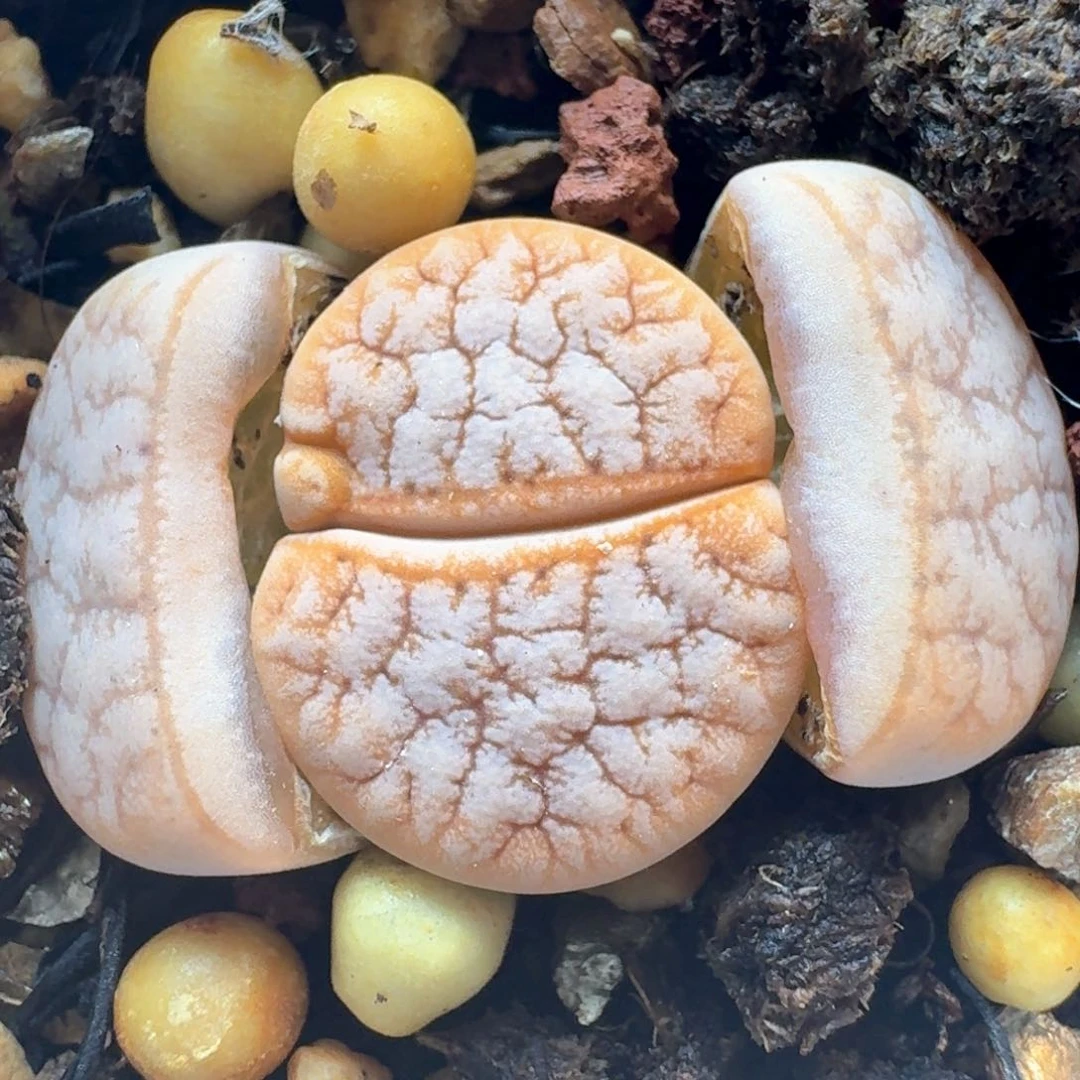 334带盆土发货拿铁