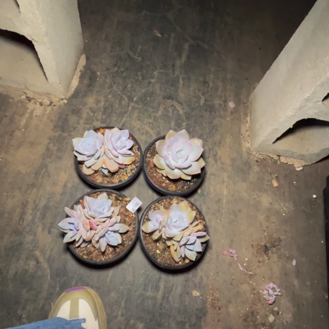 e 150奶茶一组四颗