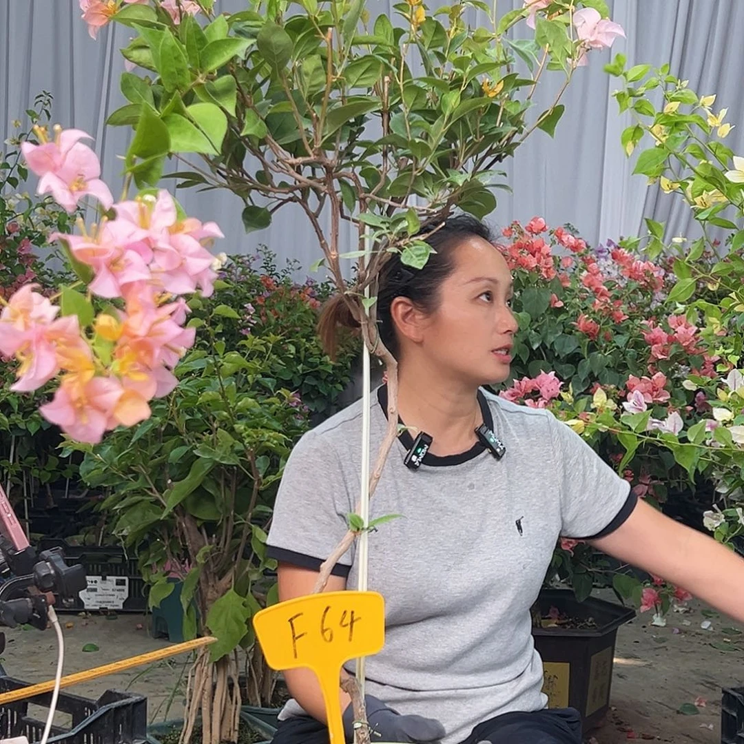 夏***天当前无花栽培后可以开花F64金发