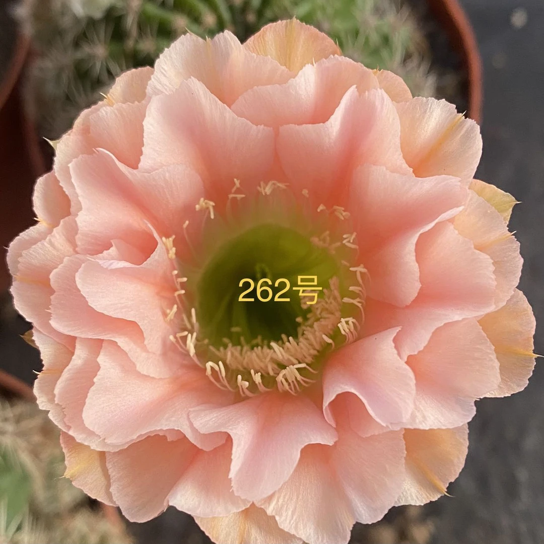 彩草仙人球262号2-2.5公分侧牙福利
