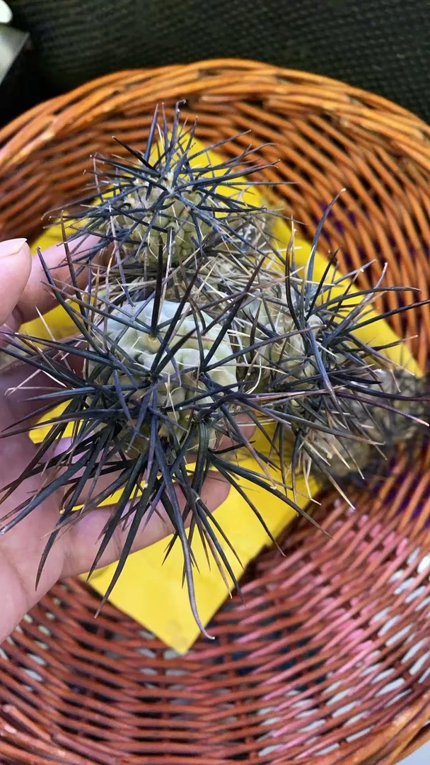 狂刺习志野仙人球多肉植物花卉绿植