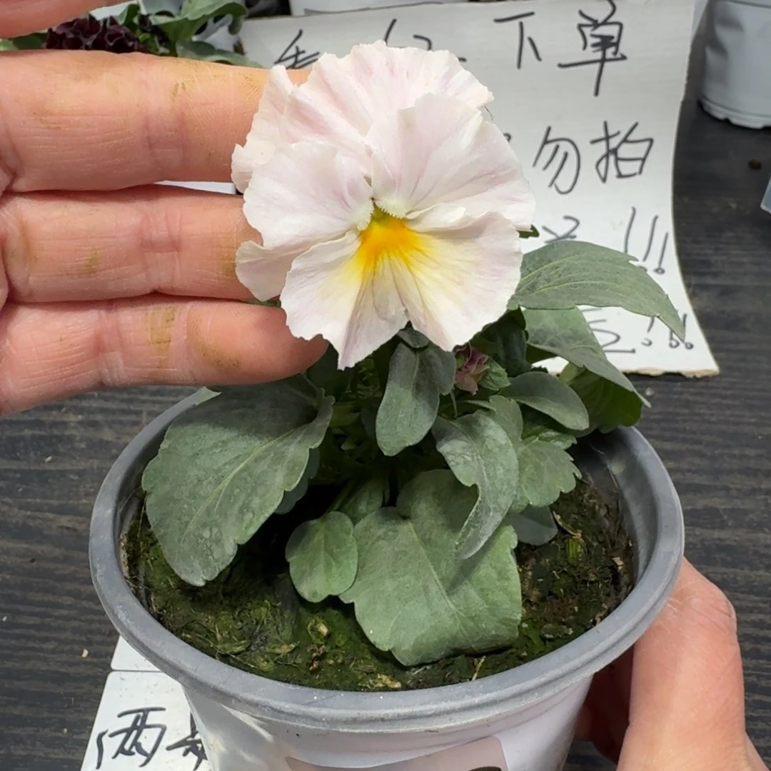 全部花朵056号恋桃