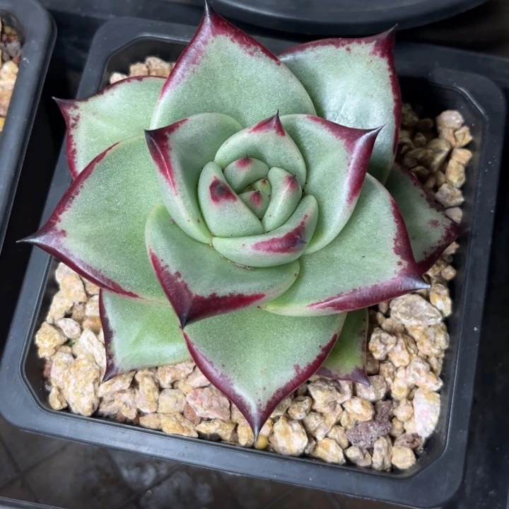 大宽叶外翻11111111