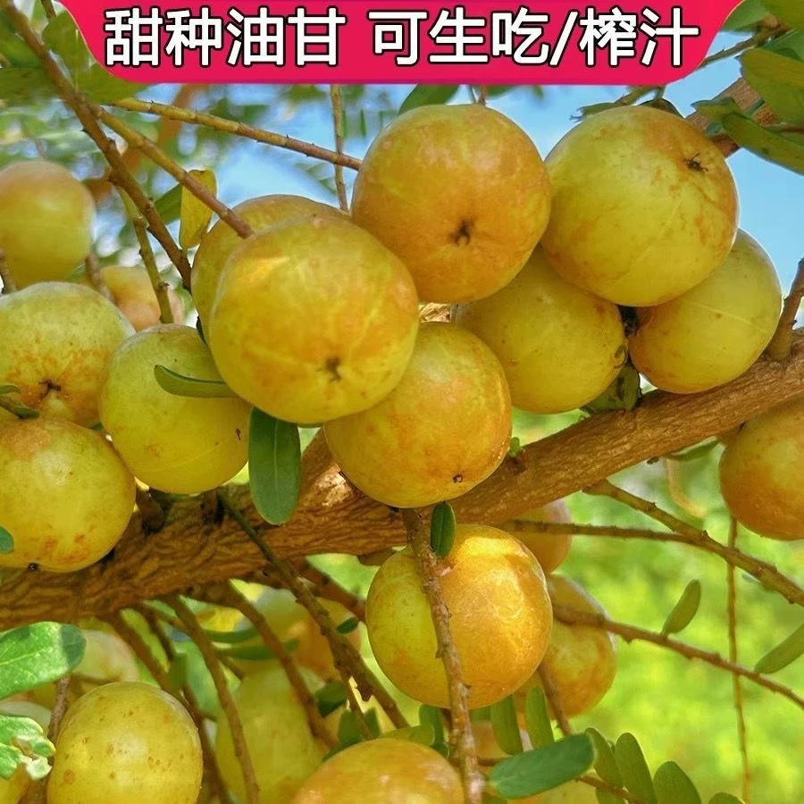 陆河田墩甜脆珍珠油柑生吃榨汁煲汤一包一斤