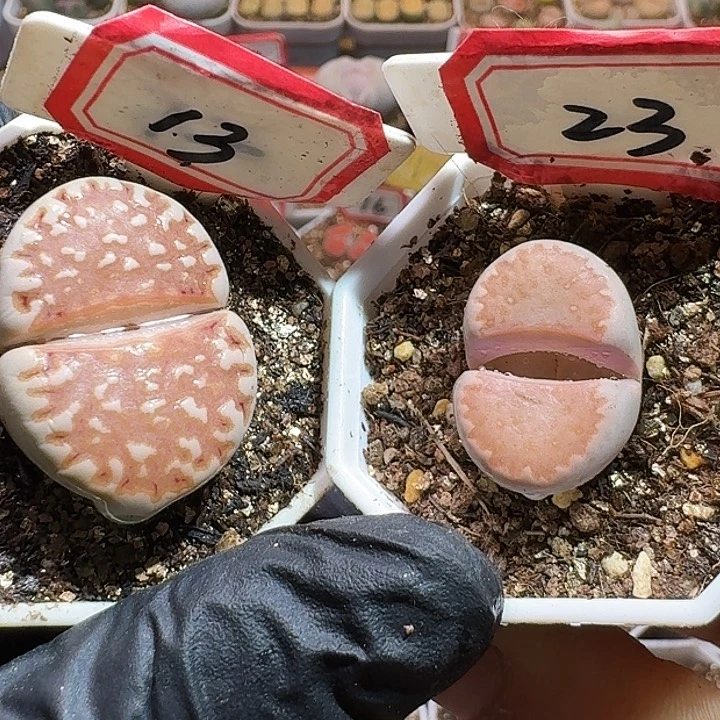 爱****蚁生石花11111111。   185