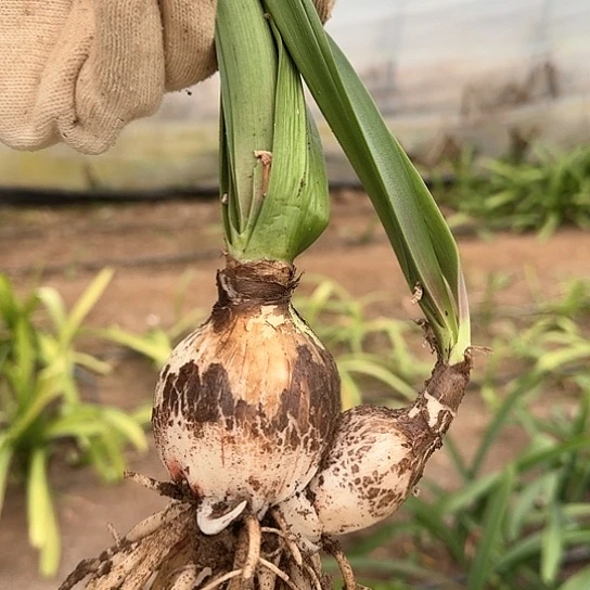 僵尸6厘米带一个侧 开花包对版