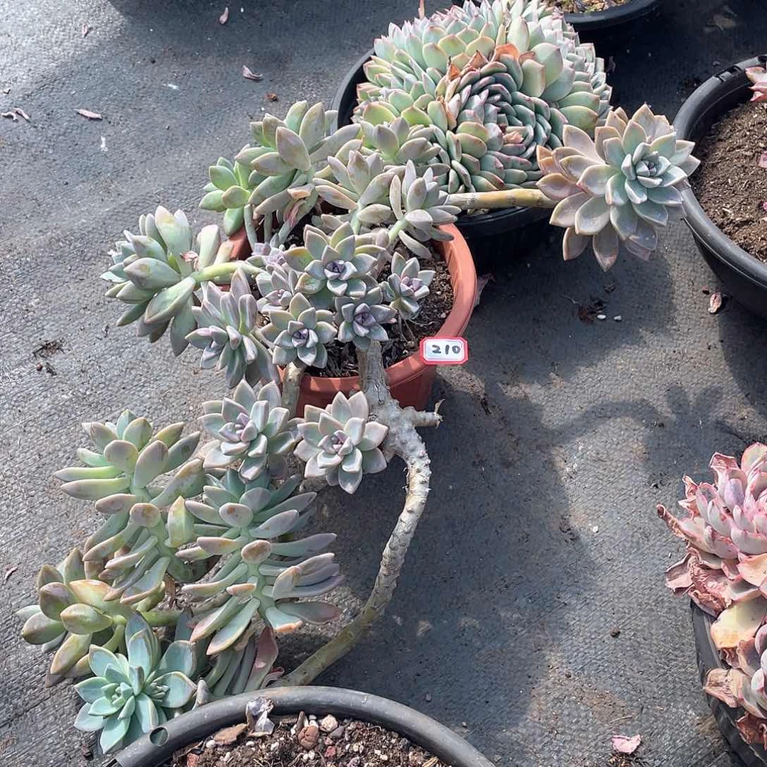 210淡雪 一物一拍多肉