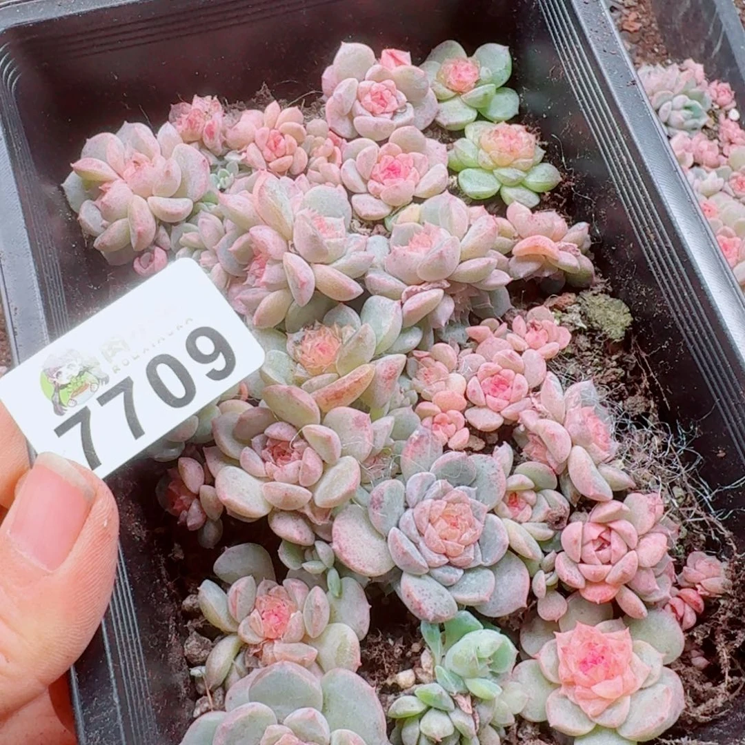 暖****多肉植物多肉植物
