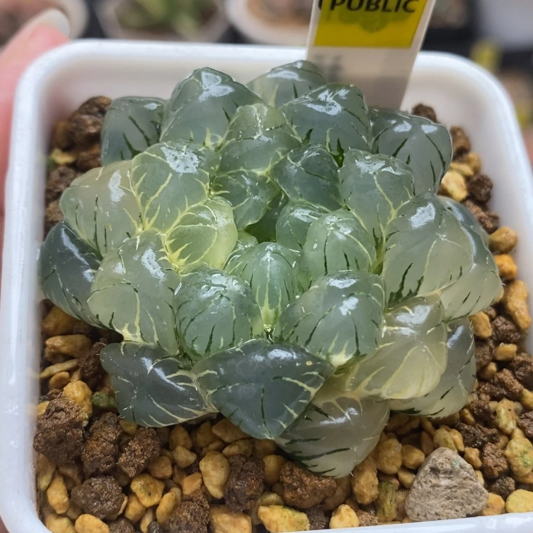 601湖水玉露锦一物一拍