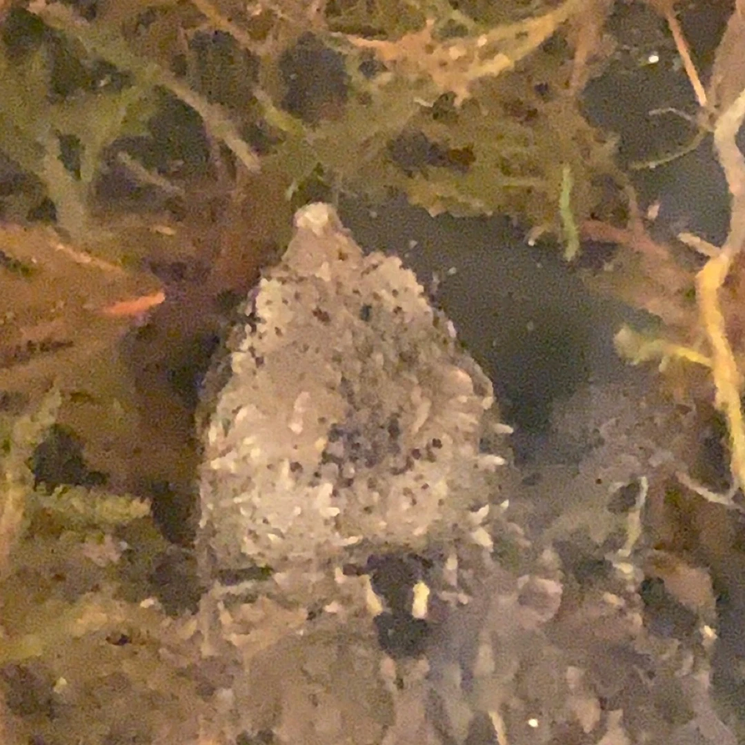 爆刺佛鳄龟苗乌龟苗