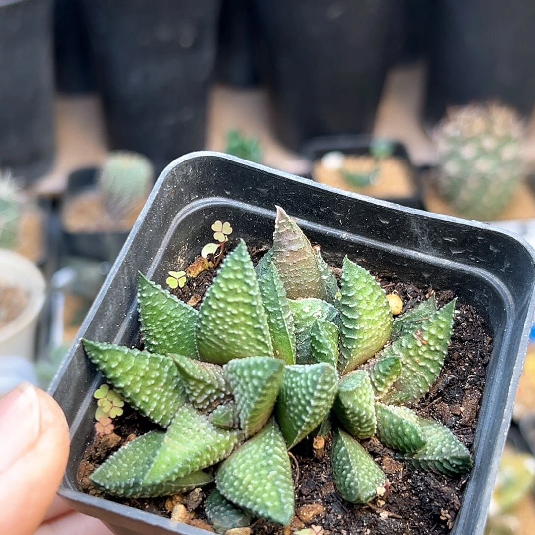 双头星狼一颗一颗