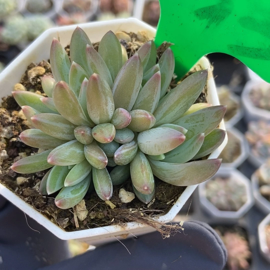 733炫彩星多肉植物保护