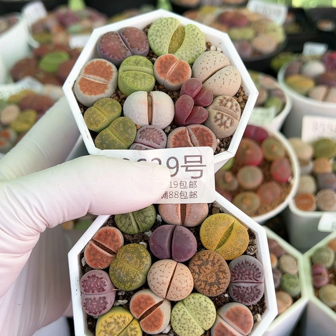 好养易活生石花大母本8639