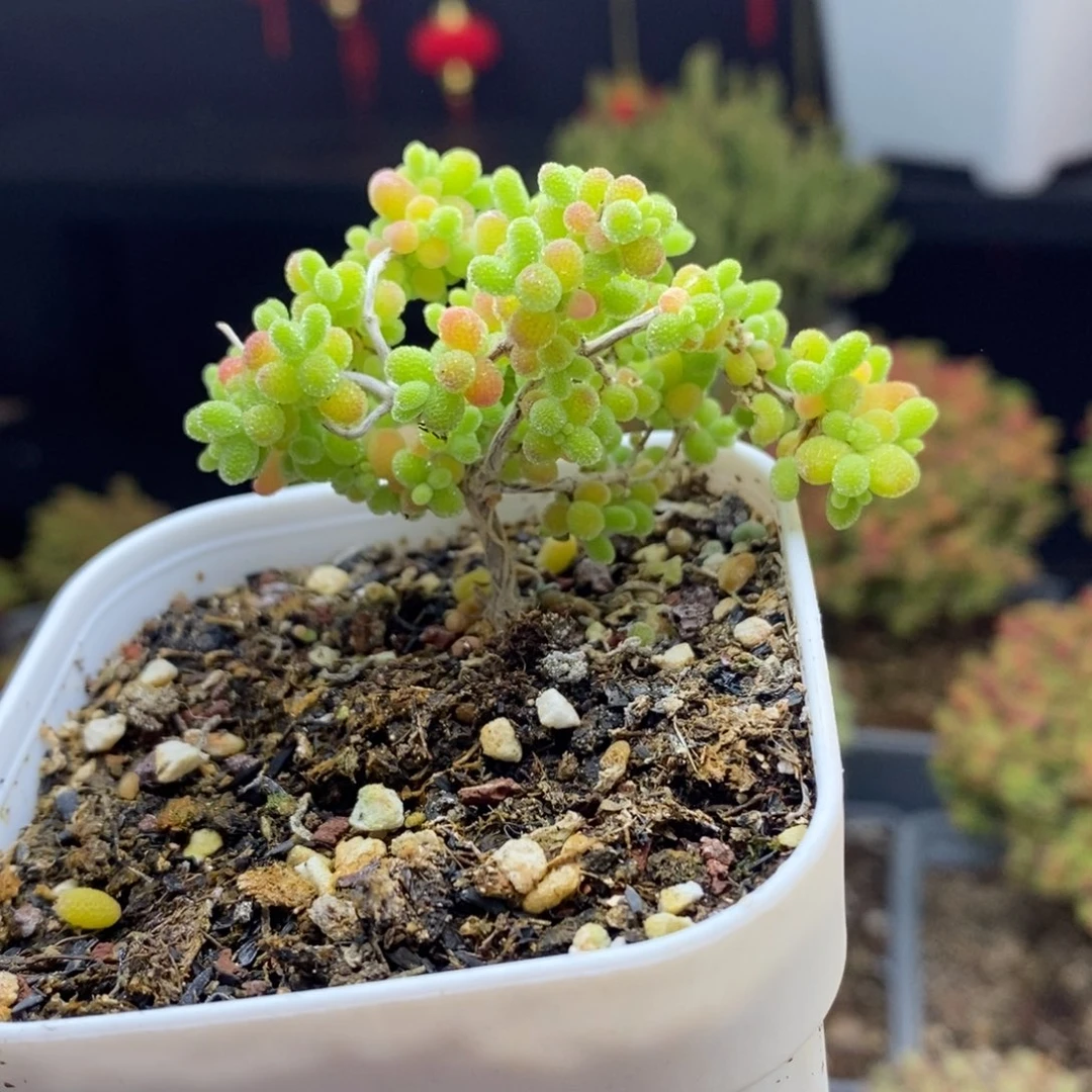 671号蜜橘糖球枝干