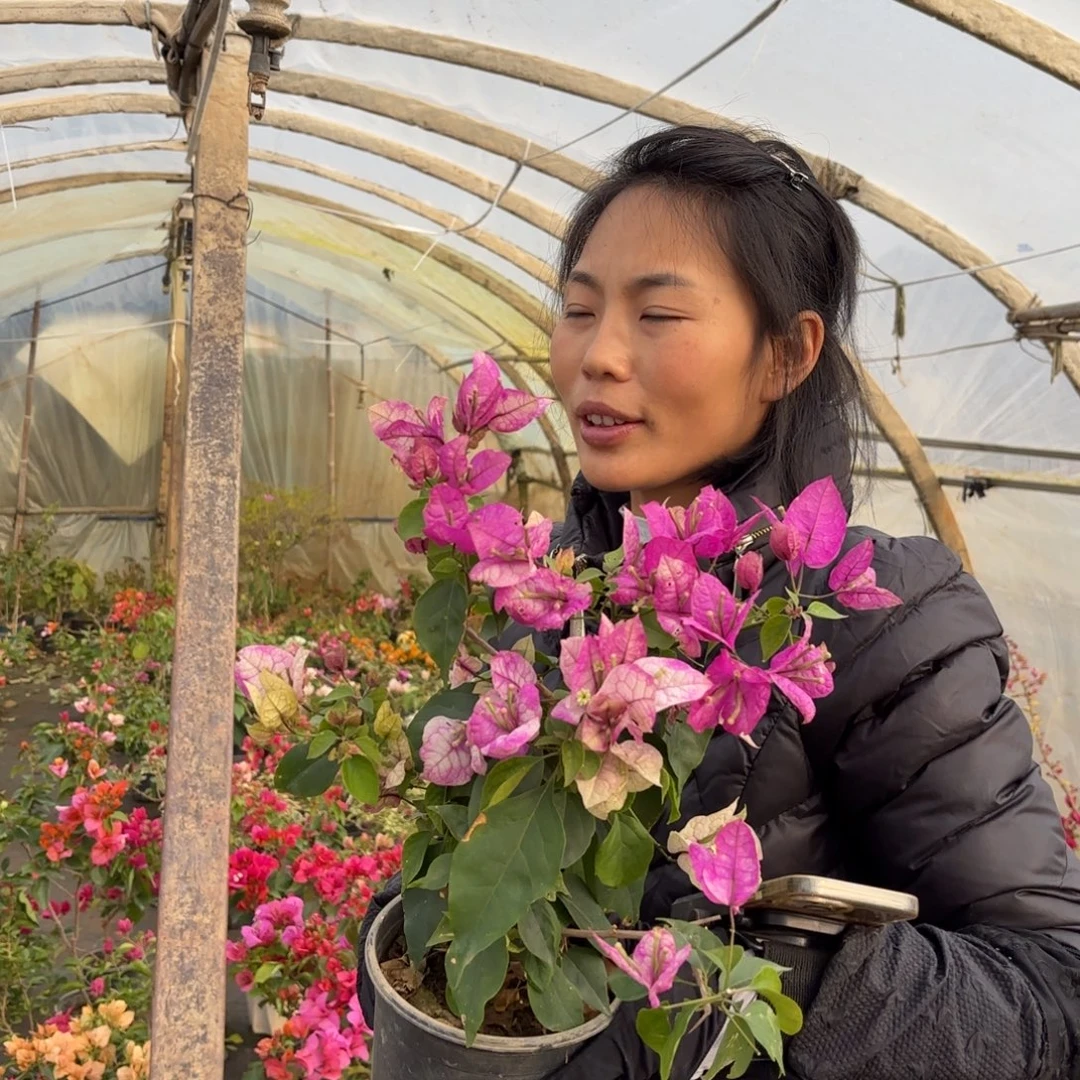 完全开放（黄帝）三角梅会落花落叶苗有大有小