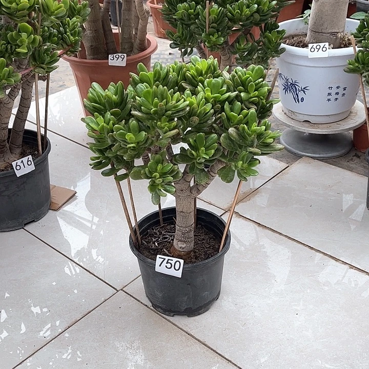 招财猫花月独杆老桩