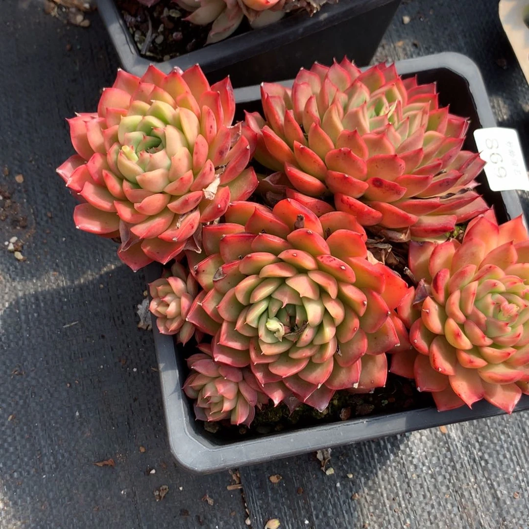 869新年快乐发发发