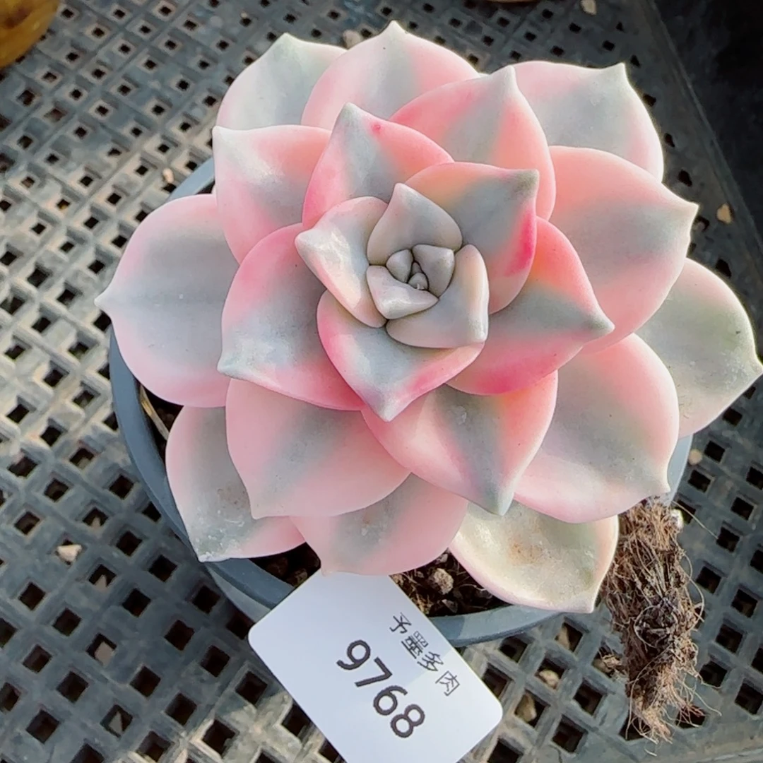 锦，9768多肉植物保护