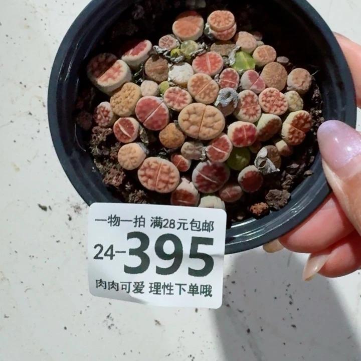 生石花多肉无盆土发货无