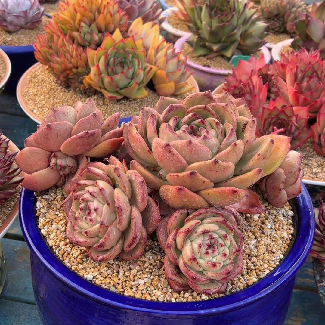 从前慢多肉精选编号0117.9999