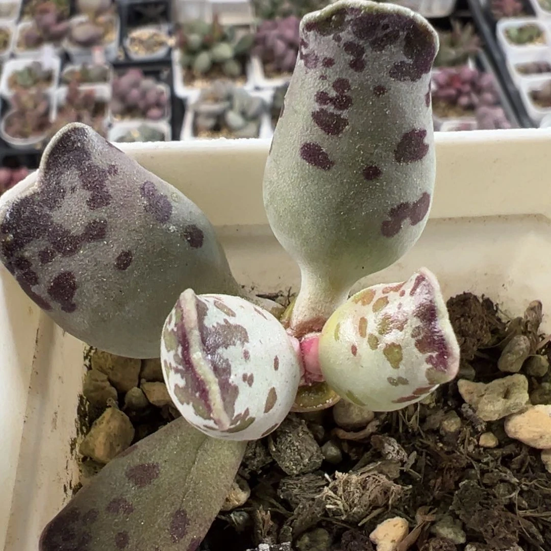 猫耳海豹单头纯木质桩多肉