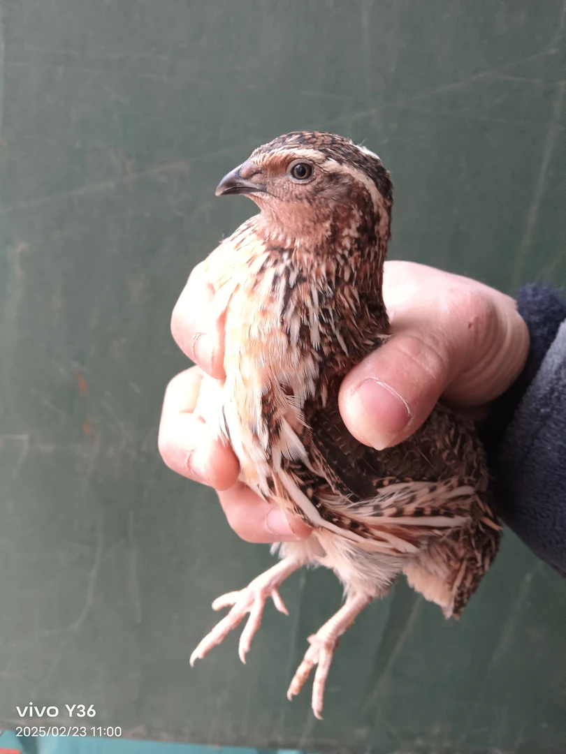 不努力未来只是梦鹌鹑养殖