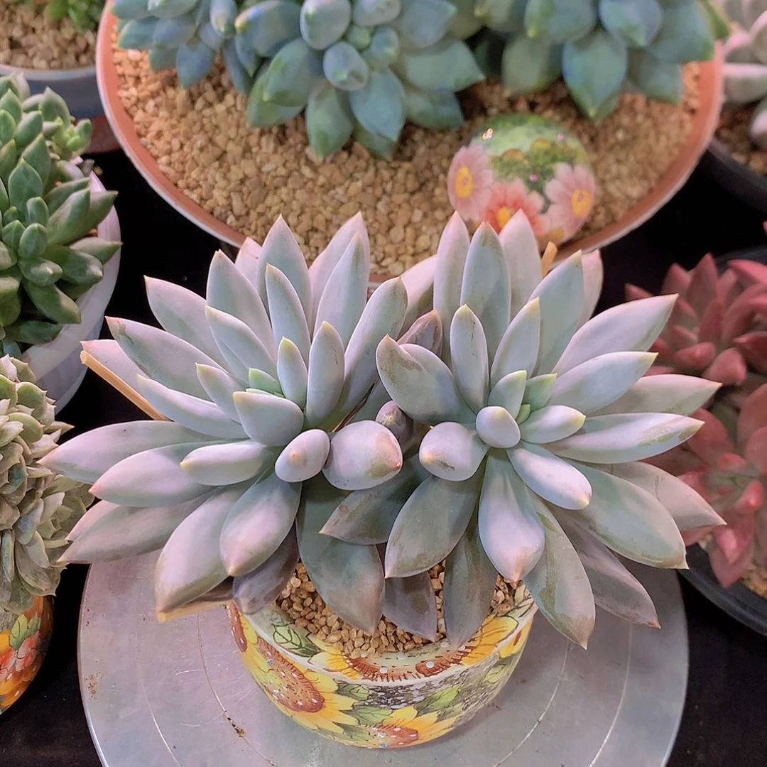 哥特萝哦多肉一物一拍