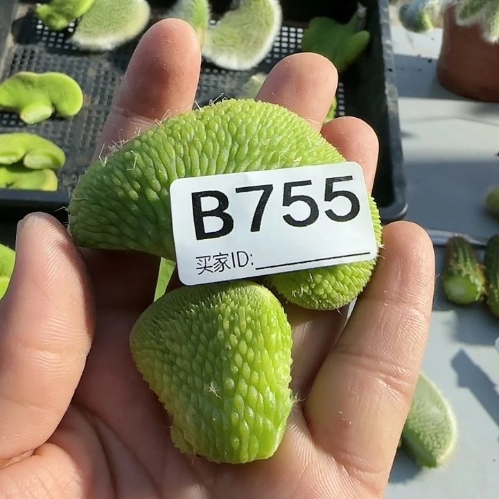 用****8青蛇缀化头755