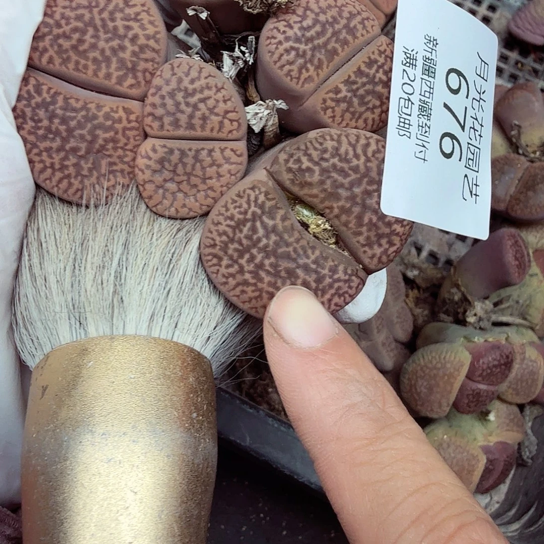 哈哈笑不出话就笑道676这个