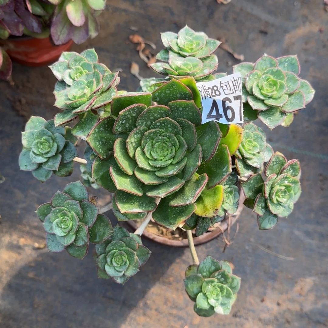 青衣多肉467满28包邮断枝不包