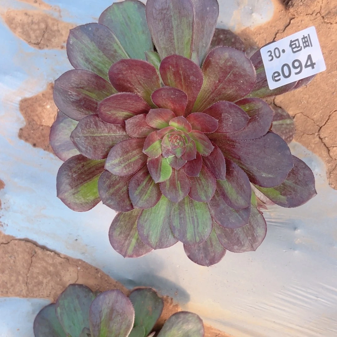 094花月夜多肉法师