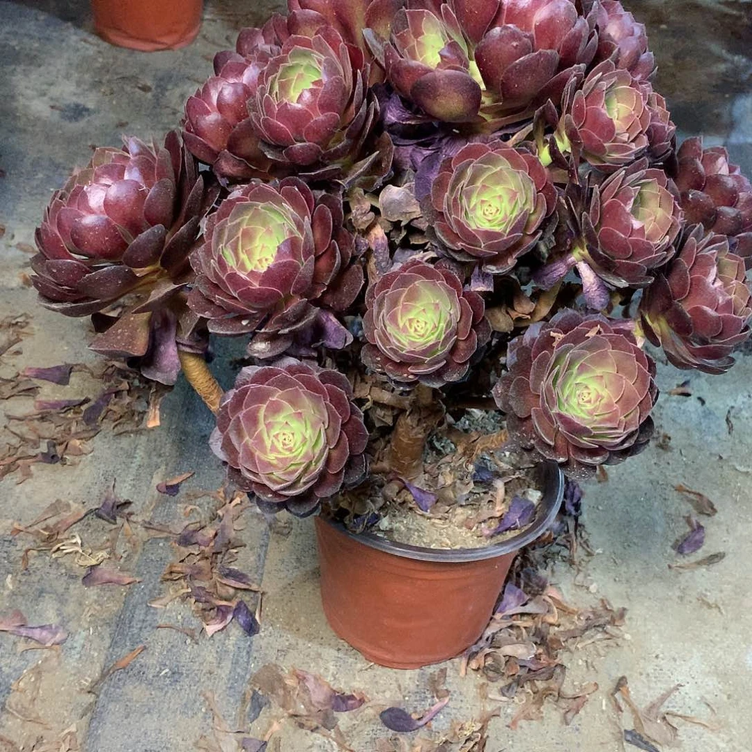 多肉多肉多肉赤焰莲24