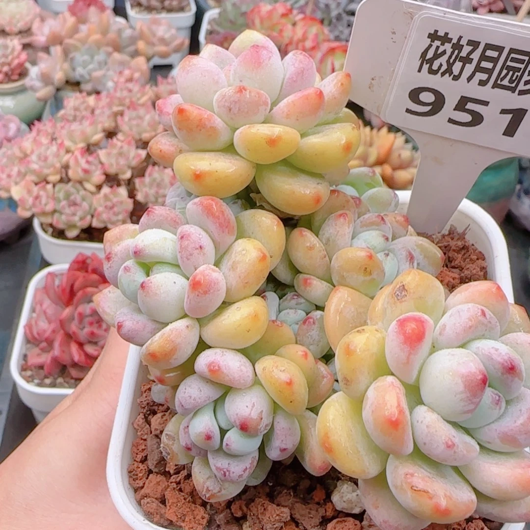 多肉植物9516…………..