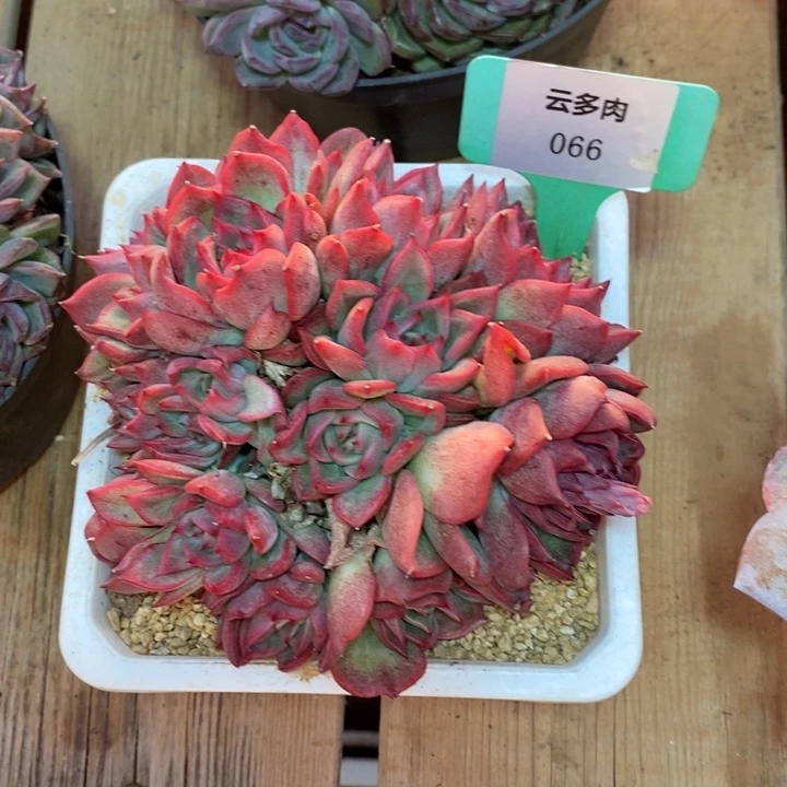 土****D066- 直播福利 佛洛瑞安娜