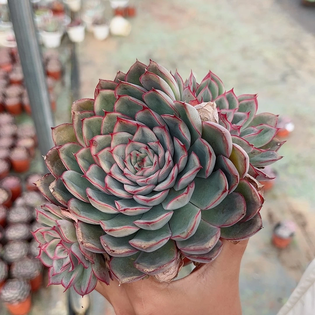 猎户座单头带仔老桩