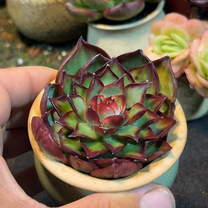 惊鸿一物一拍包装收缩花旱