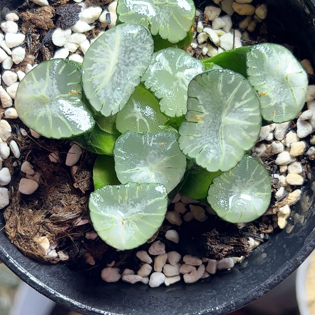 马萨林十二卷多肉植物