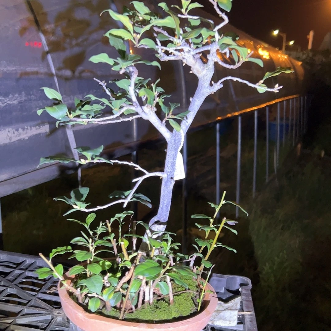 无花朵盆景不包邮98690