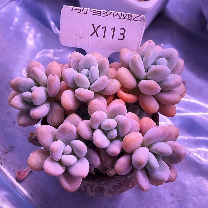 我是第一百个为玉童子应援哒啦