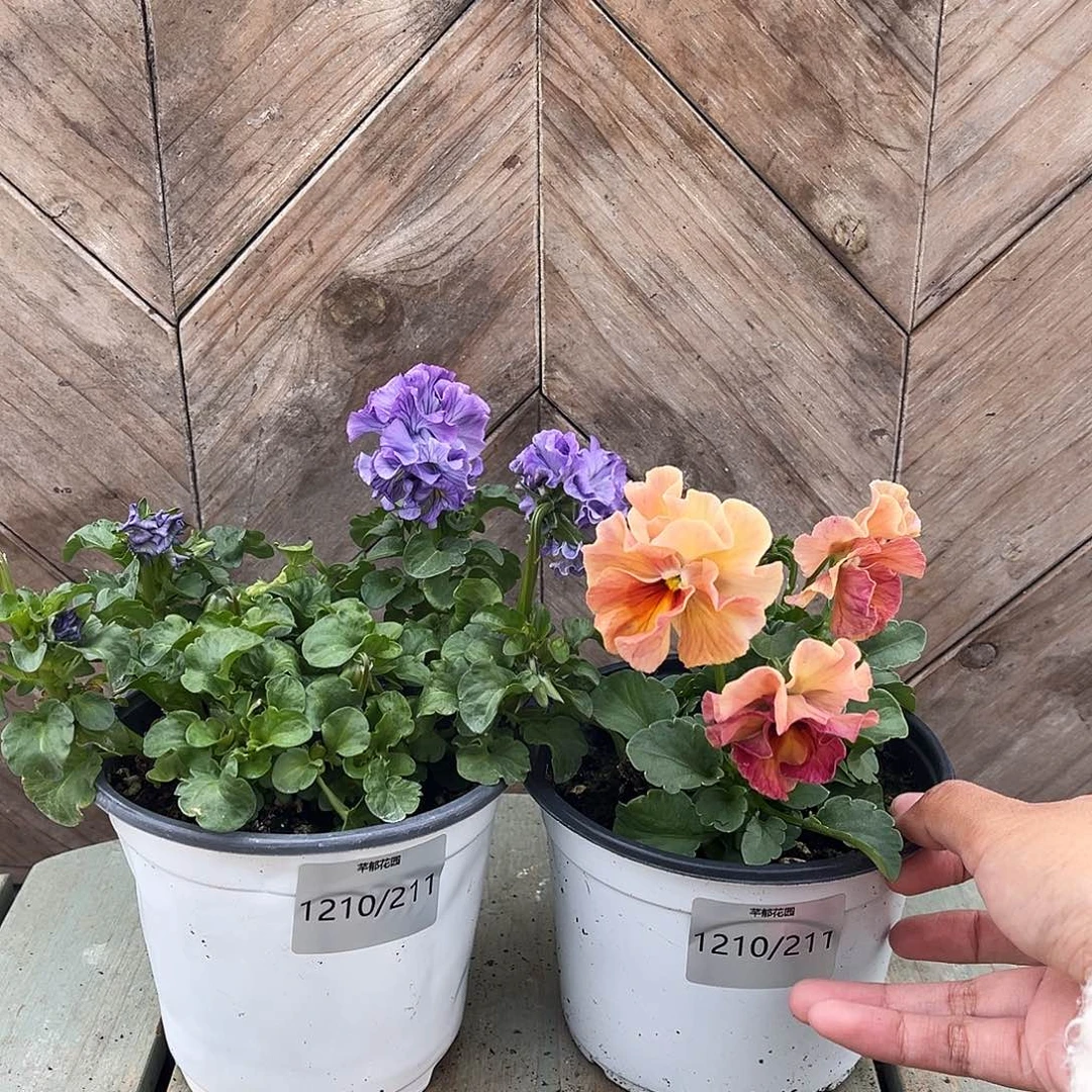 完全开放1210/211