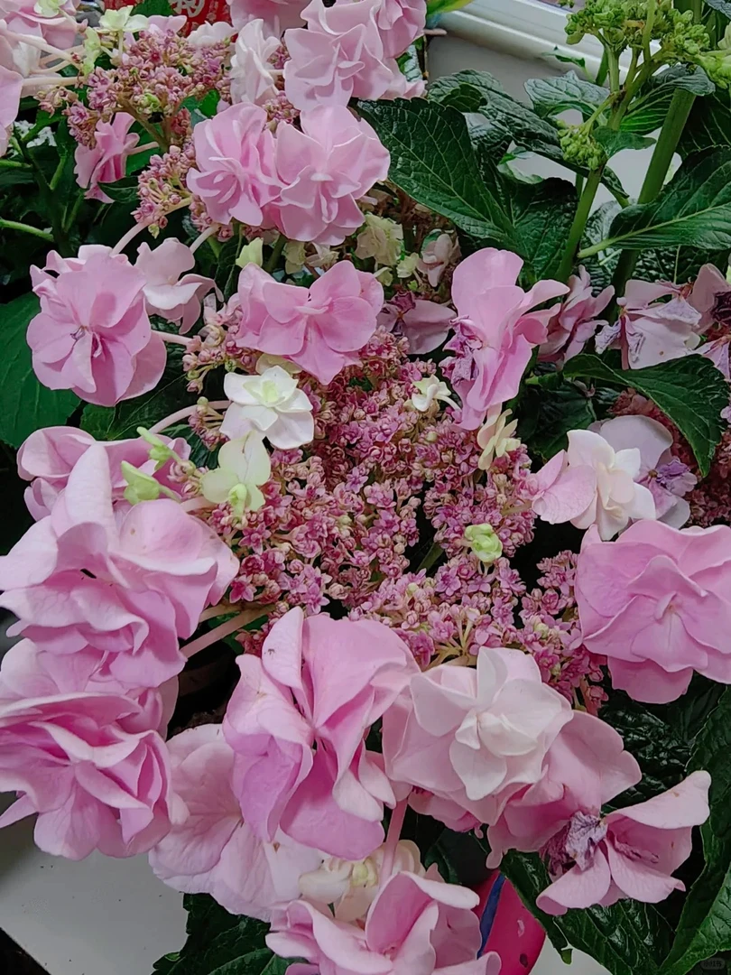 绣球【头花】耐冷耐热多品盆栽适合室内外种植